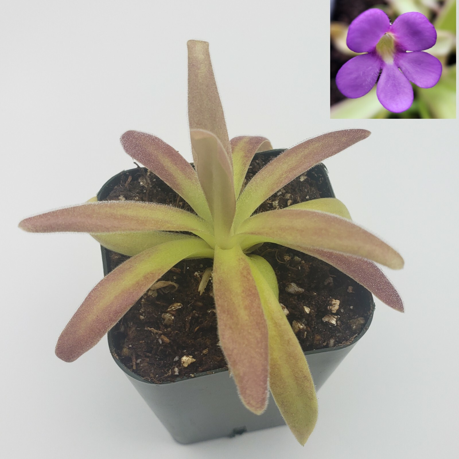 Pinguicula agnata El Lobo x moctezumae- Carnivorous Plant - Butterworts