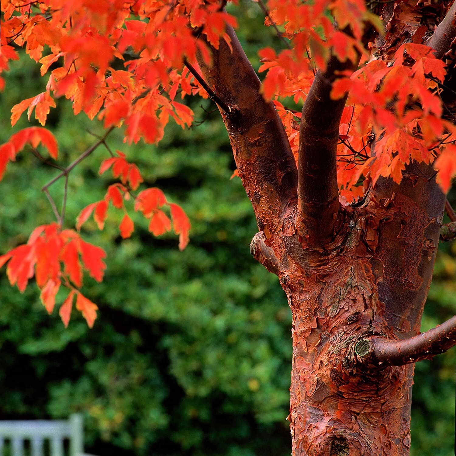 Paperbark Maple Tree Seeds for Planting Stunning Peeling Cinnamon Colored Bark