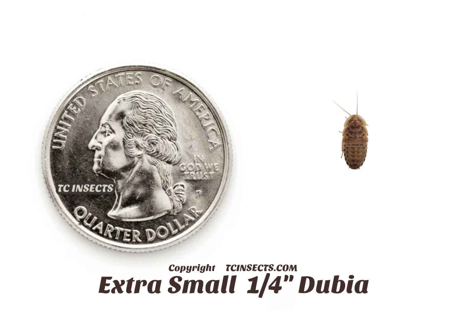Dubia Roaches - Small, Medium, Large - Live Arrival &  NATIONWIDE