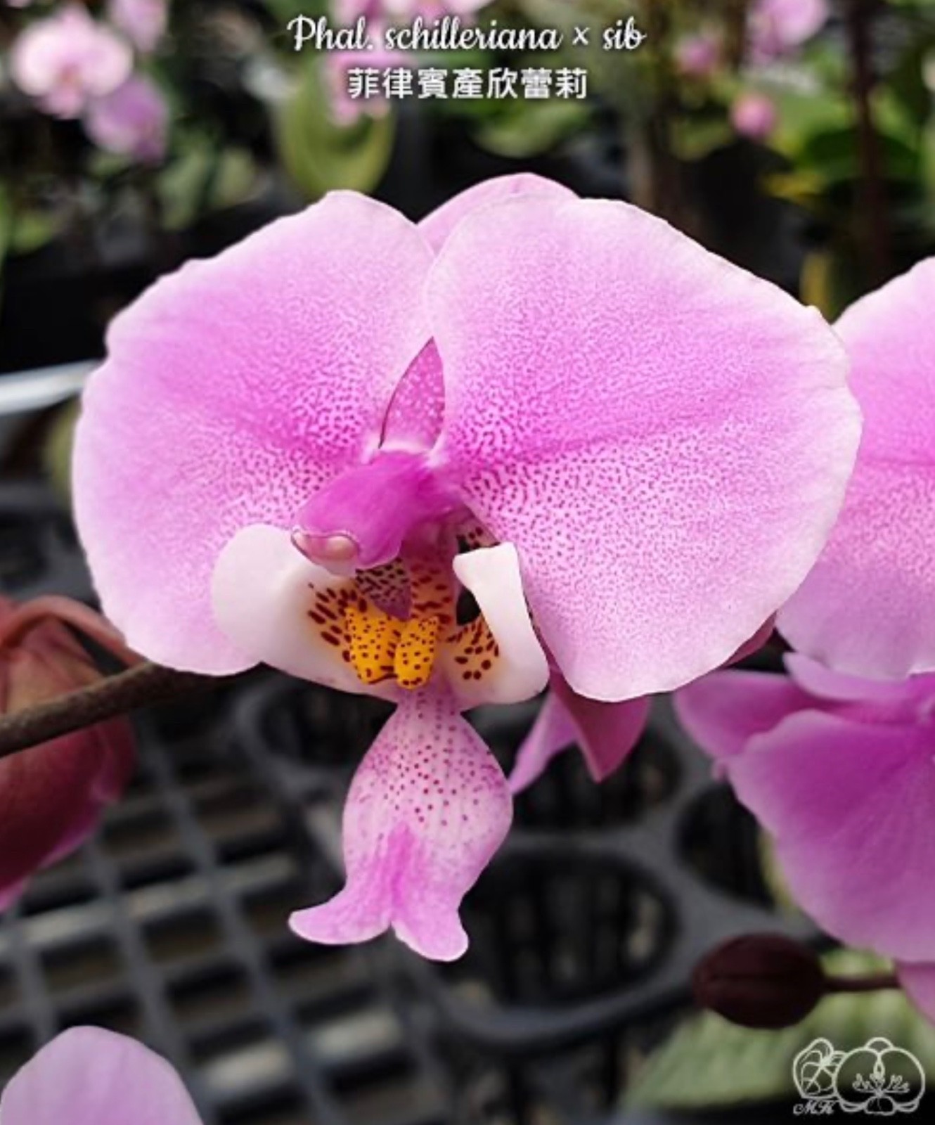 Phalaenopsis schilleriana × sib [Fragrant]