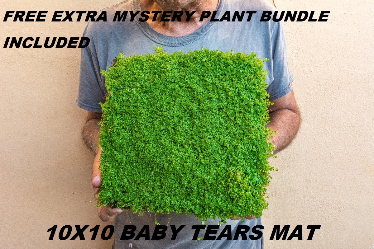 10X10 Dwarf Baby tears Hemianthus Callitrichoides cuba mat aquarium planted tank
