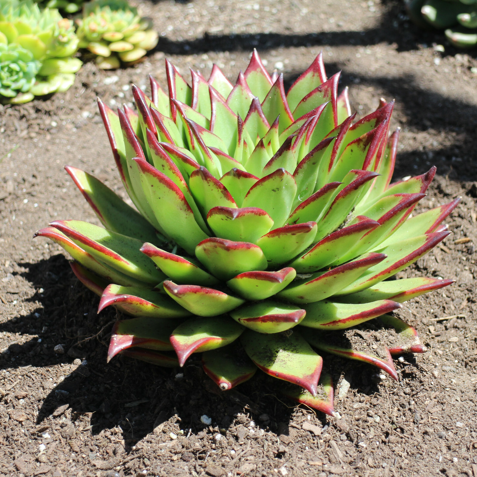 Echeveria Agavoides Lipstick - 8\ Echeveria Agavoides Lipstick - 8\