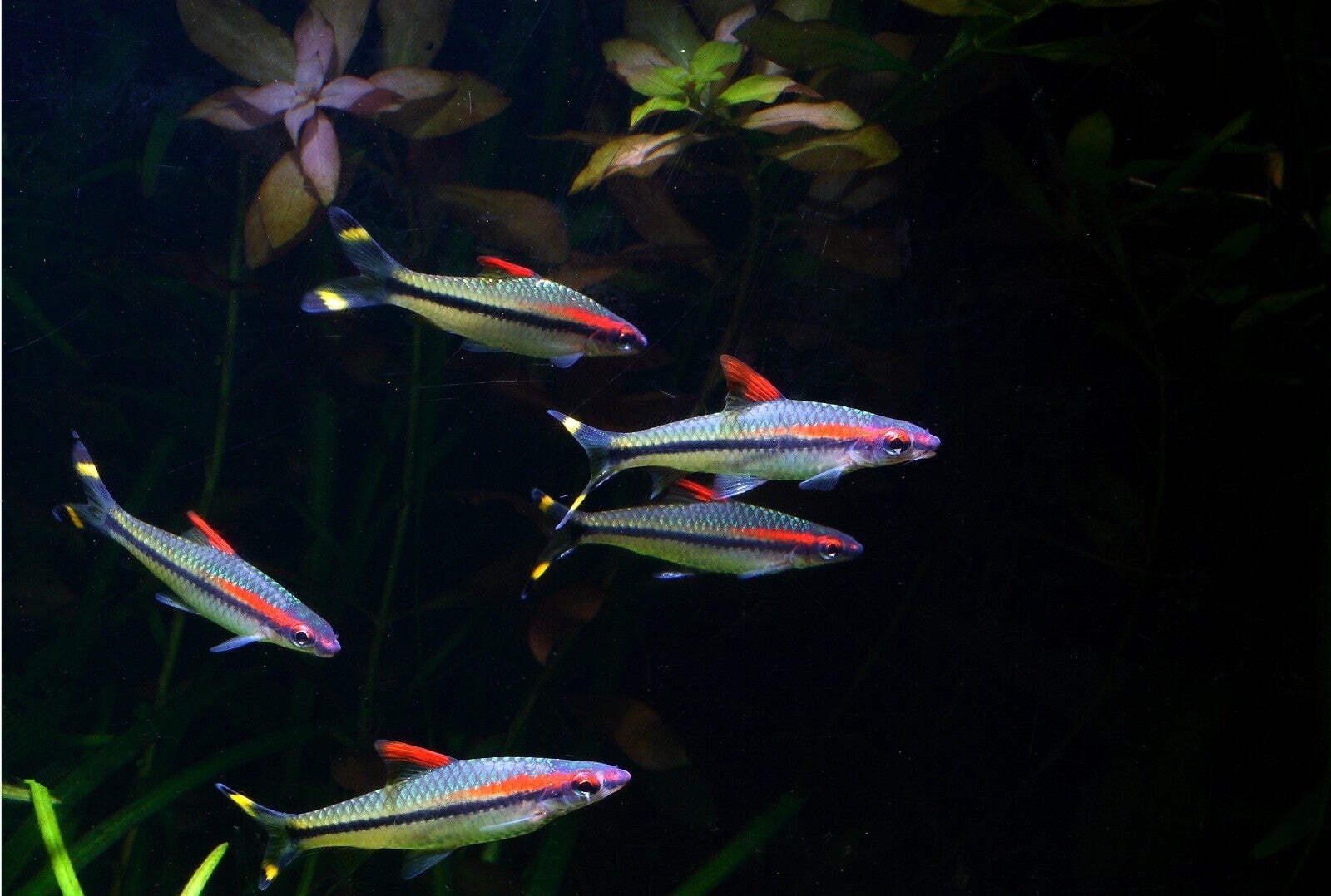 6 -Pack Roseline Barbs 2-2.5” – Live Freshwater Schooling Fish for Planted Aquar