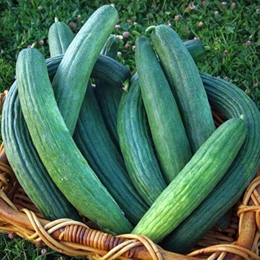 Armenian Yard Long Cucumber Seeds, Metki Dark Green, NON-GMO, Snake Melon
