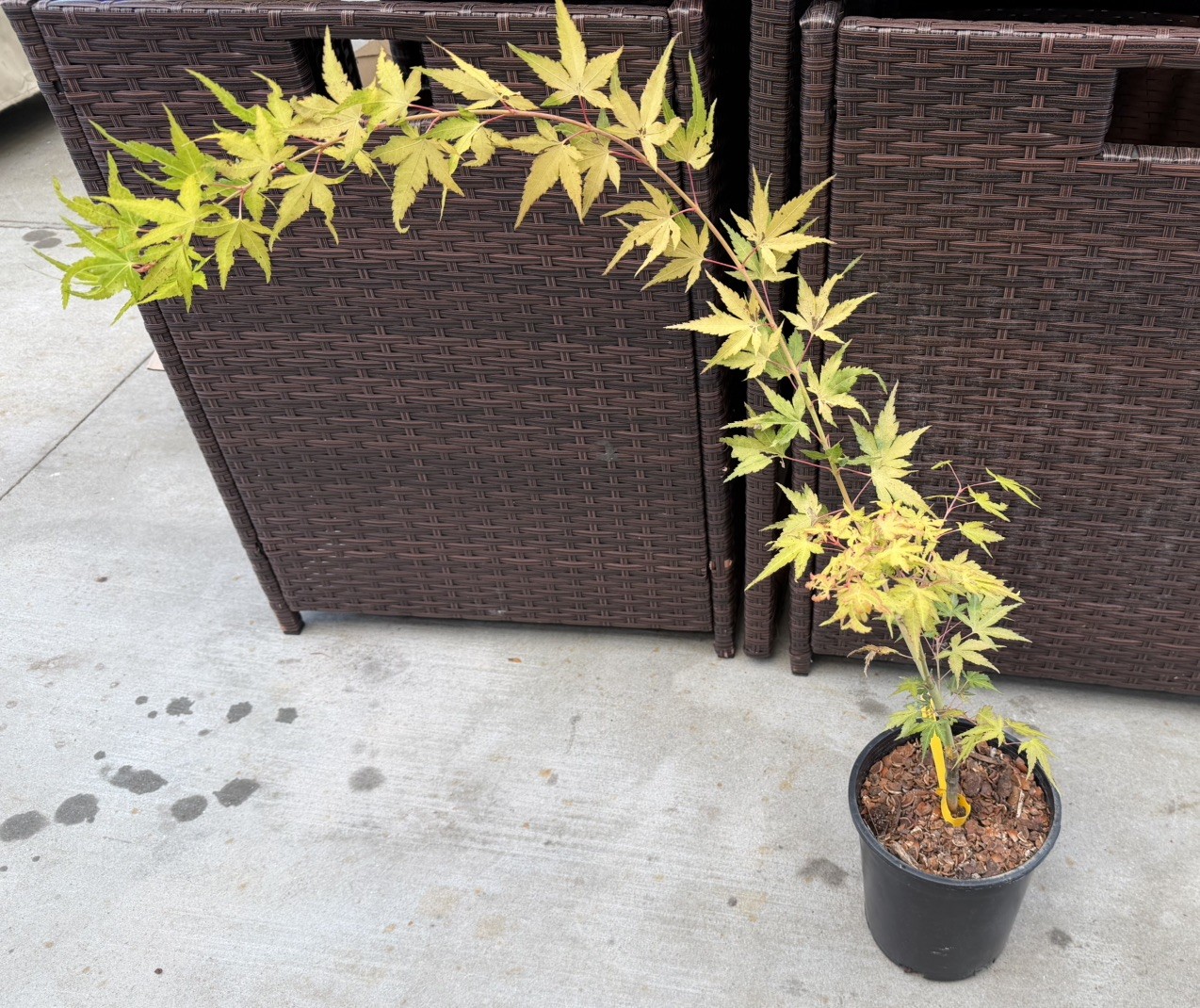 Marmalade Japanese Maple Tree Marmalade Japanese Maple Tree