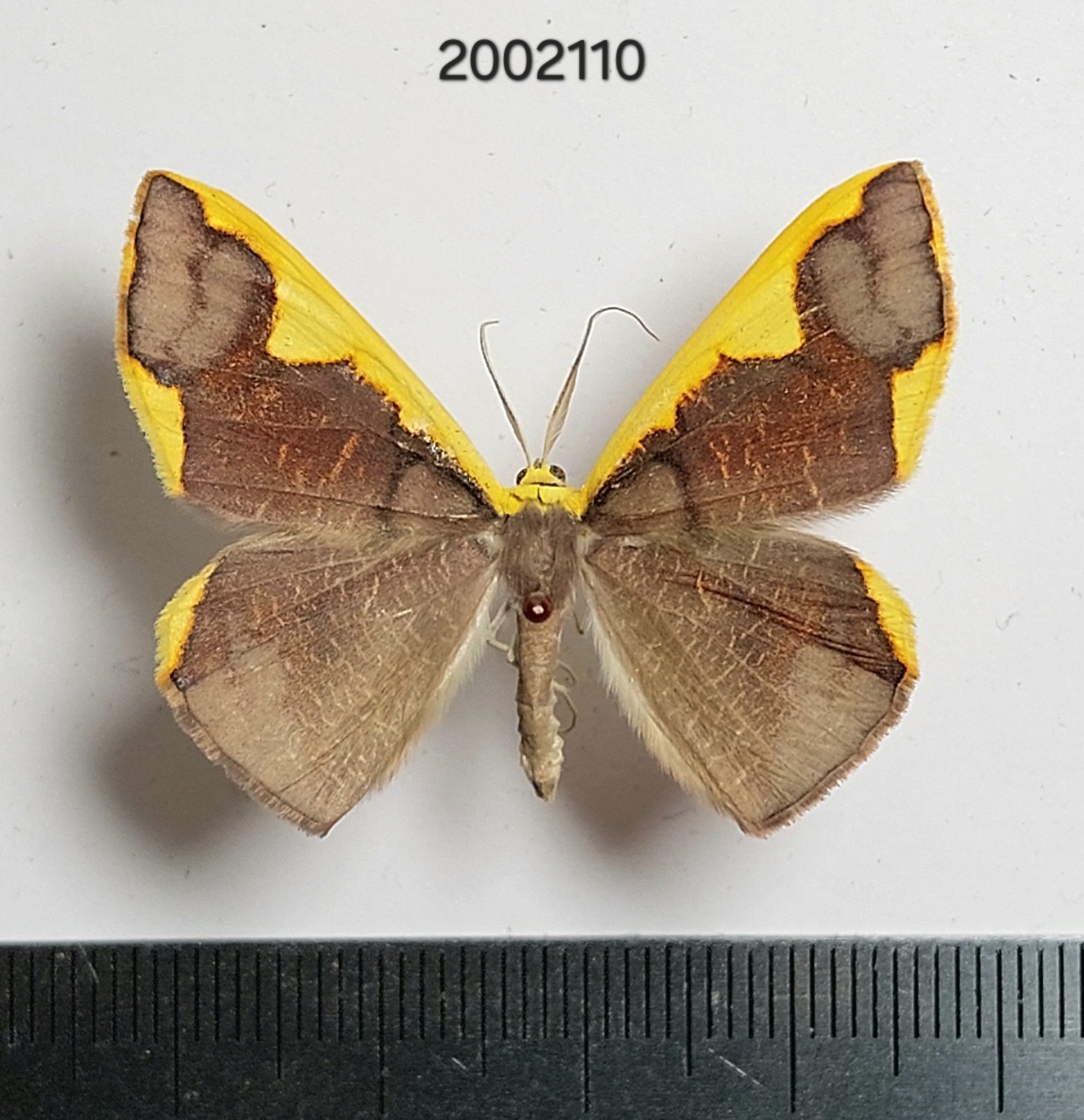 Geometridae Plutodes sp.    #2110 NORTH THAILAND