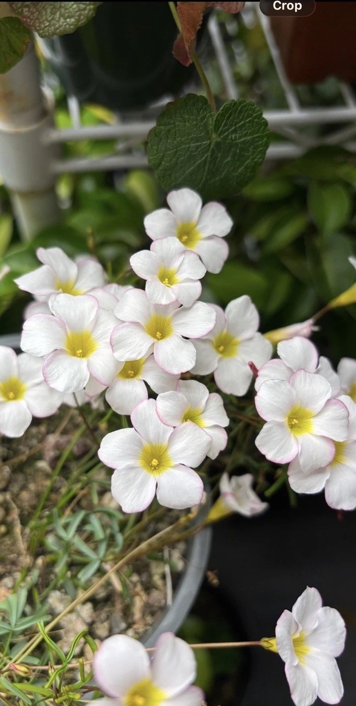 Oxalis Goniorhiza