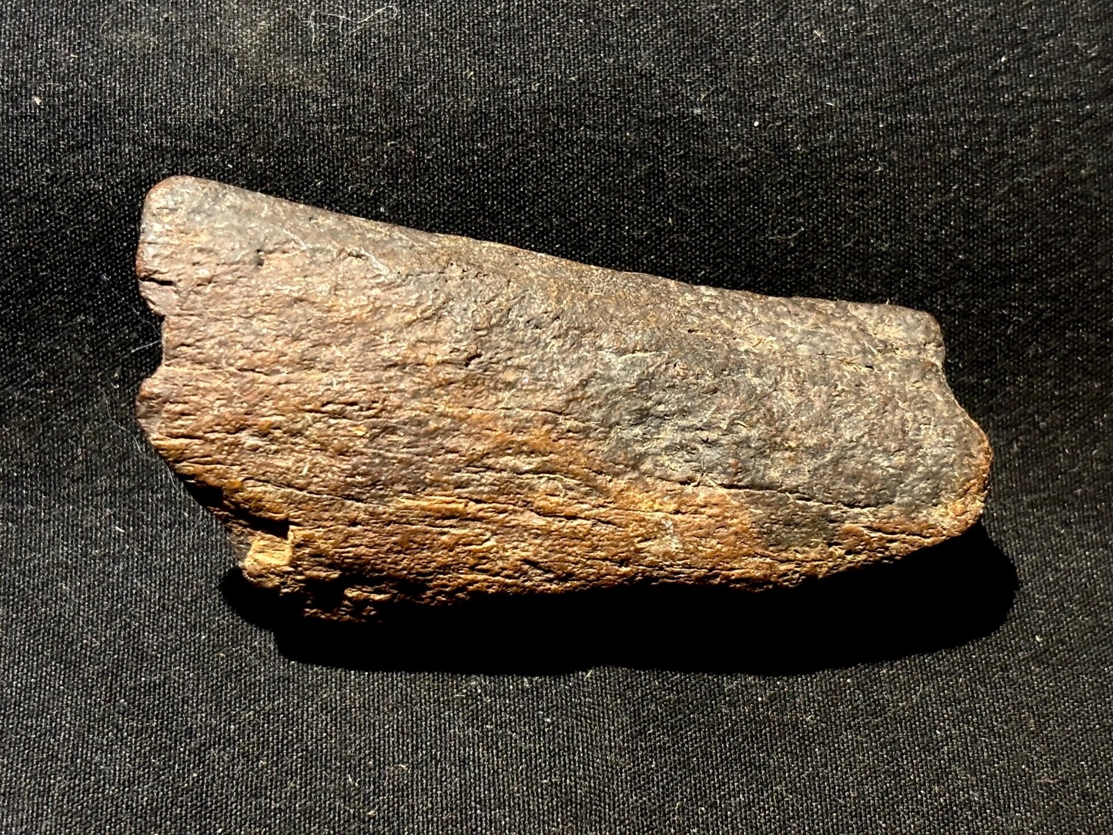 Triceratops Rib bone Section Fossil