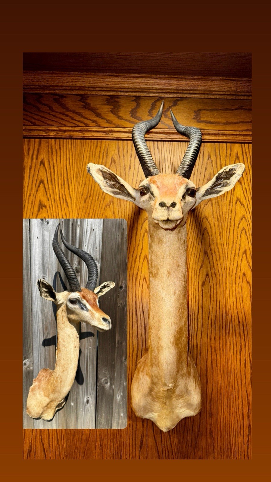 Rare Taxidermy Giraffe Neck Antelope African Gerenuk Mount Trophy vintage Rare Taxidermy Giraffe Neck Antelope African Gerenuk Mount Trophy vintage