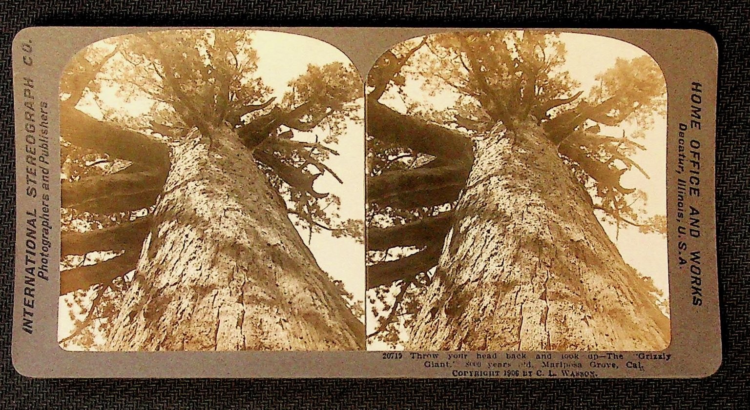 Grizzly Giant Sequoia Stereoview International Stereograph Co. 1908 California Grizzly Giant Sequoia Stereoview International Stereograph Co. 1908 California