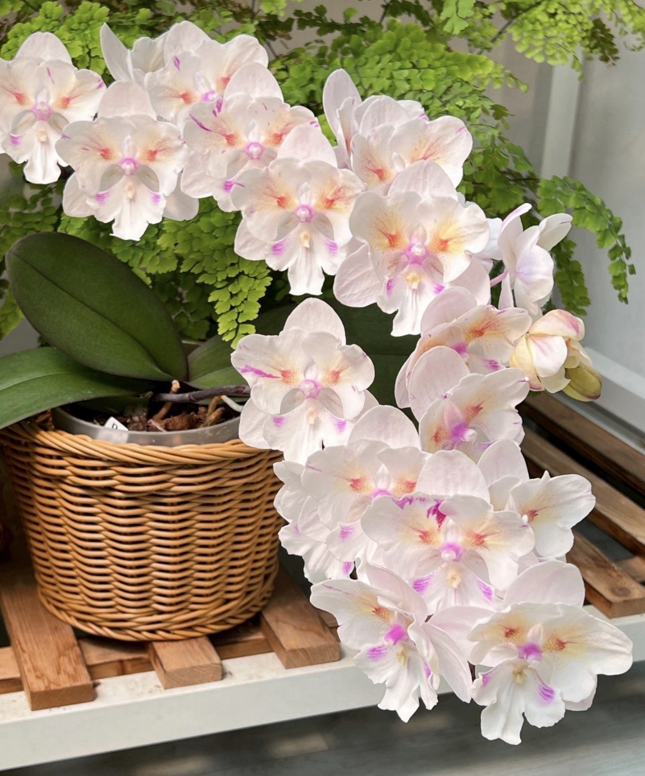 Rare Phal.[Tying Shin Swallow x(Yaphon Big Mouse×Fusheng\'s Bridal Dress)]\'1214\'
