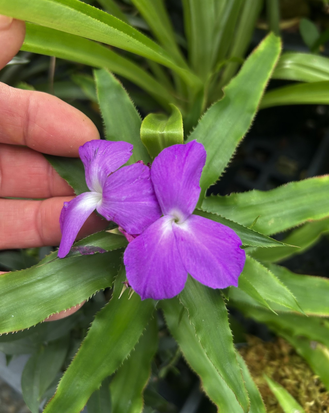 Krenakanthus roseolilacinus-rare Brazilian rheophytic bromeliad, showy flowers.