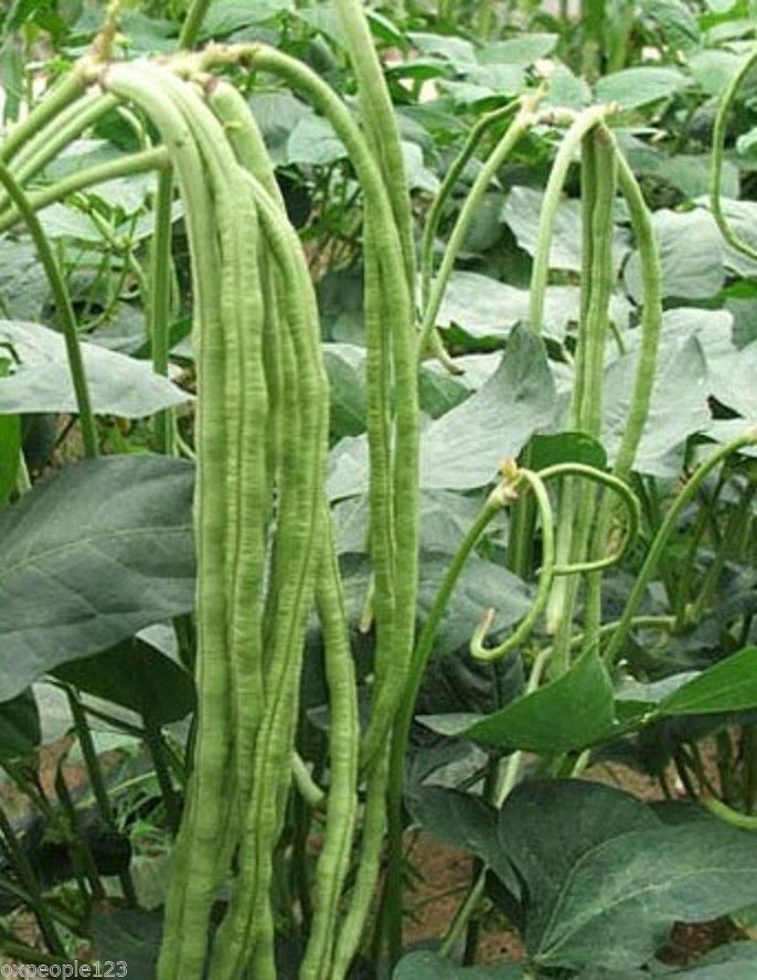 25+ Yard Long Bean Seeds Asian Chinese Long Noodle String Beans Productive USA 25+ Yard Long Bean Seeds Asian Chinese Long Noodle String Beans Productive USA