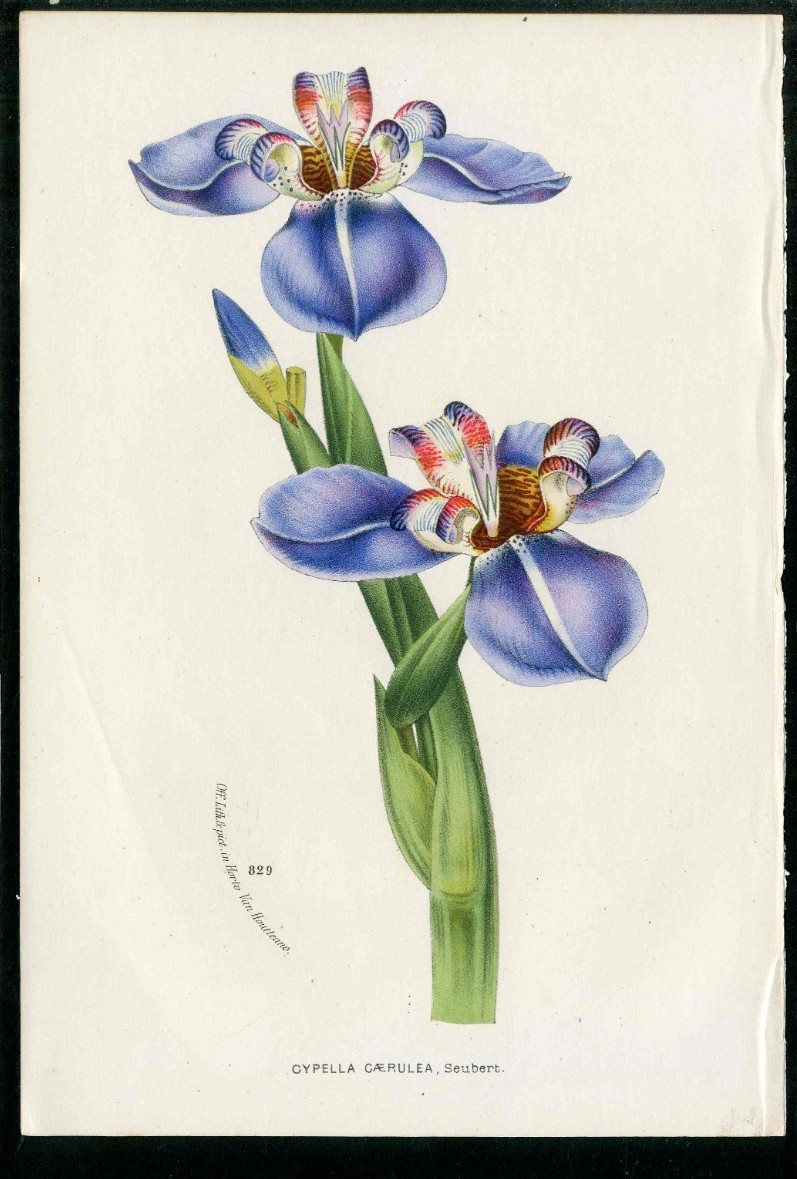 1845 Van Houtte Flore Serres Jardins Top Antique Print Blue Iris Cypella