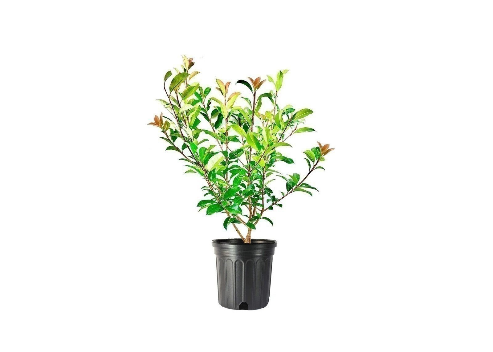 Red Tip Photinia | 3 Gallon | Photinia x fraseri | Low Maintenance | Hardy Plant