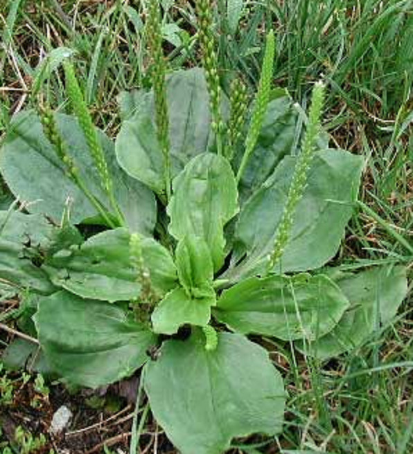 1000+ Organic Broadleaf Plantain Seeds ~ Plantago major *Free US shipping*