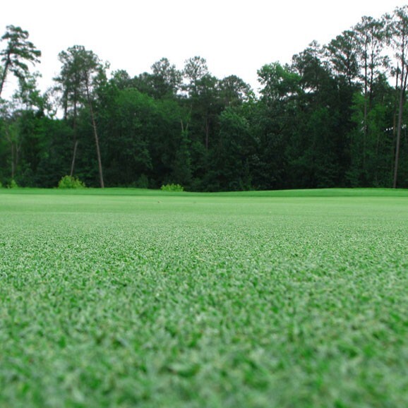 Premium Bermuda Grass Seed unhulled w/moisture retaining coating 70,000 seeds
