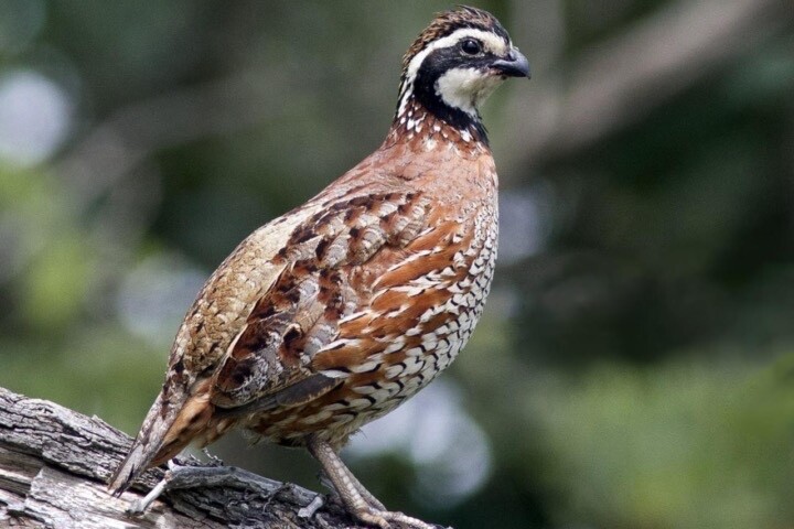 15+ Gun Dog Bob White Quail Hatching Eggs NPIP AI Free