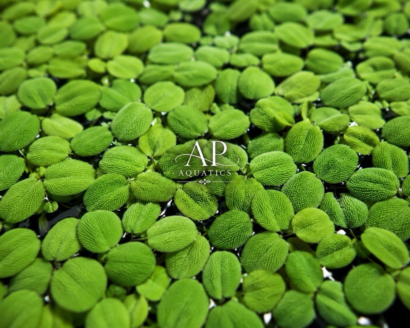 300+Salvinia Floating Plant–Fast Growing | Large Portion | Live Aquarium Plants