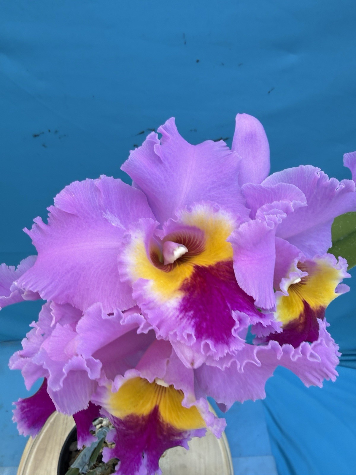 Rlc Mount Good X Lynn Spencer Pink Yellow Purple Blooming Orchid Eros 5.5” Pot