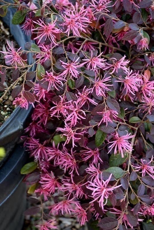 Loropetalum Ruby Compact | 3 Gallon | Loropetalum chinense | Low Maintenance
