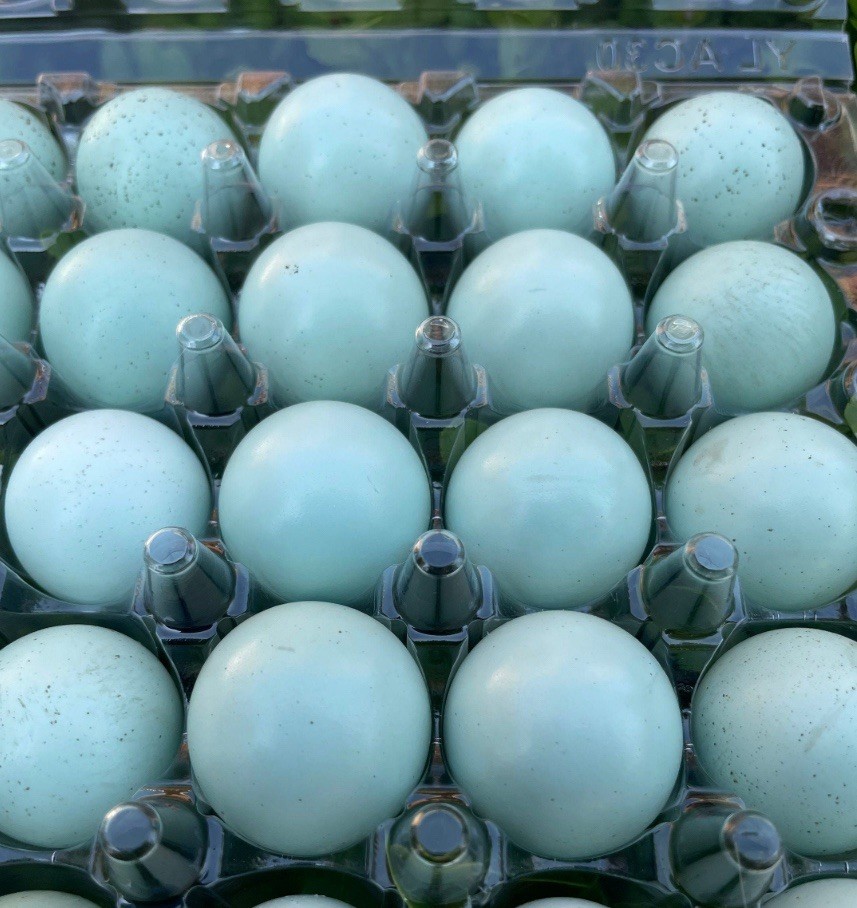 16+**RARE COLORS** Celadon Blue Coturnix Quail Hatchg Eggs Eggs