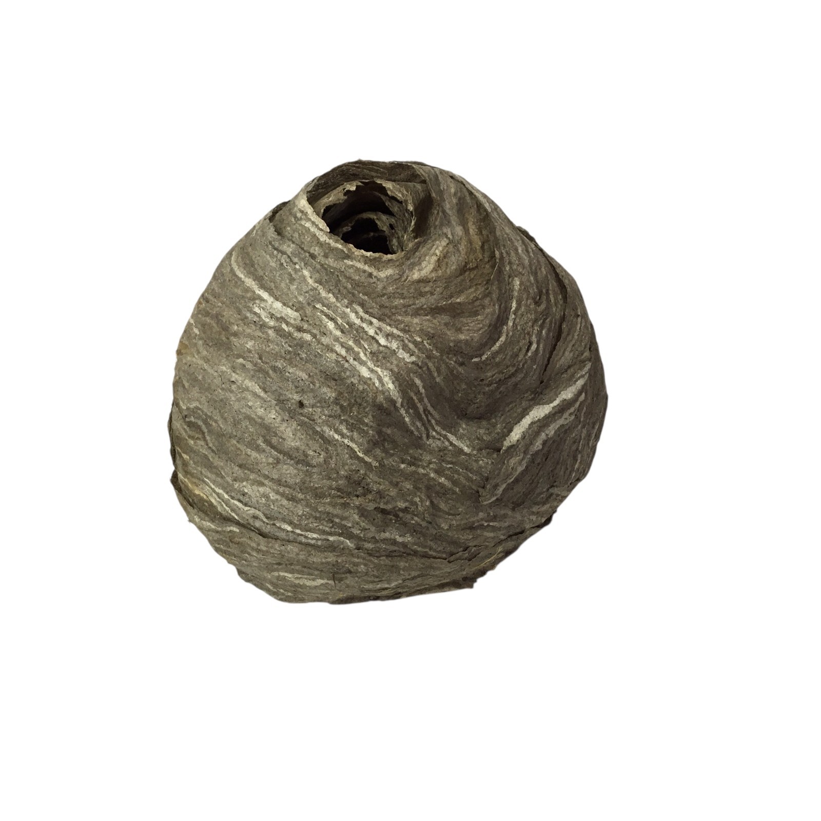 Wasp Nest Hive Paper Gray Natural Decor Display Bee Hornet Wasp Nest Hive Paper Gray Natural Decor Display Bee Hornet