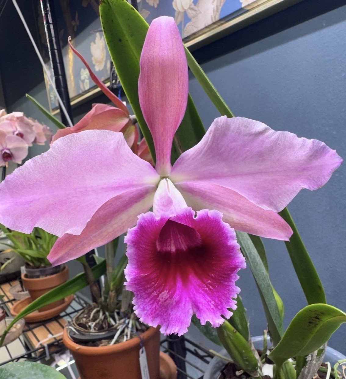 Cattleya Pauline Portilla - Primary Hybrid - 6” Pot - Fragrant