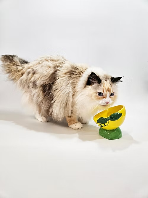 Cat Taps Artisan Series ~ Raised & Tilted Ceramic Cat Food Dish ~ Lemon Lime