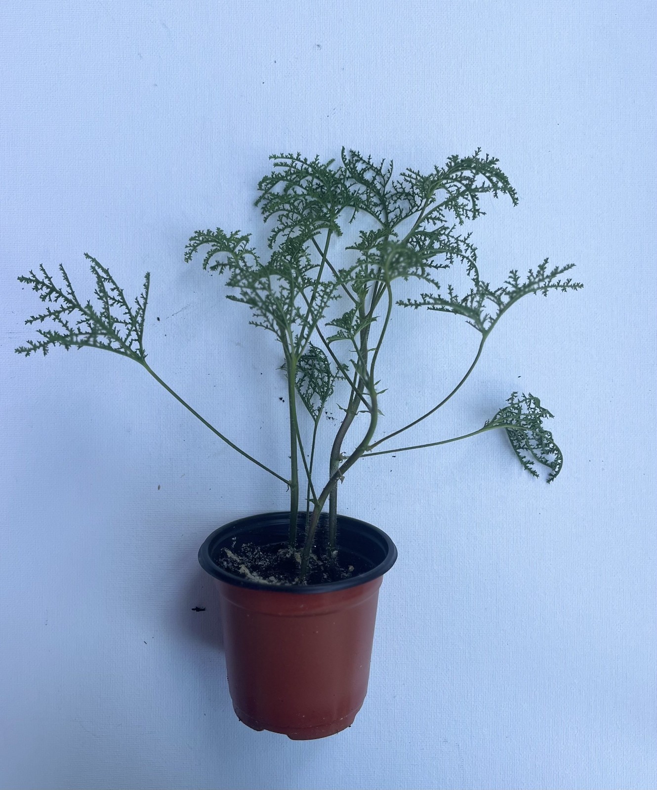 Rose Scented Geranium Live Plant Potted Pelargonium Lacy Leaf Fragrant Herb
