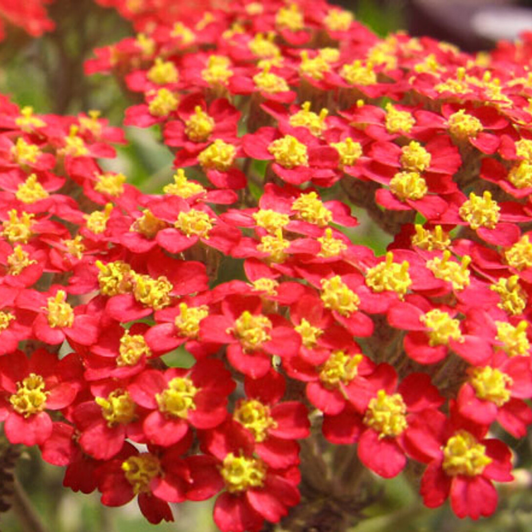 Red Yarrow Seeds | Heirloom / Non-GMO |  | Seed Store | 1267