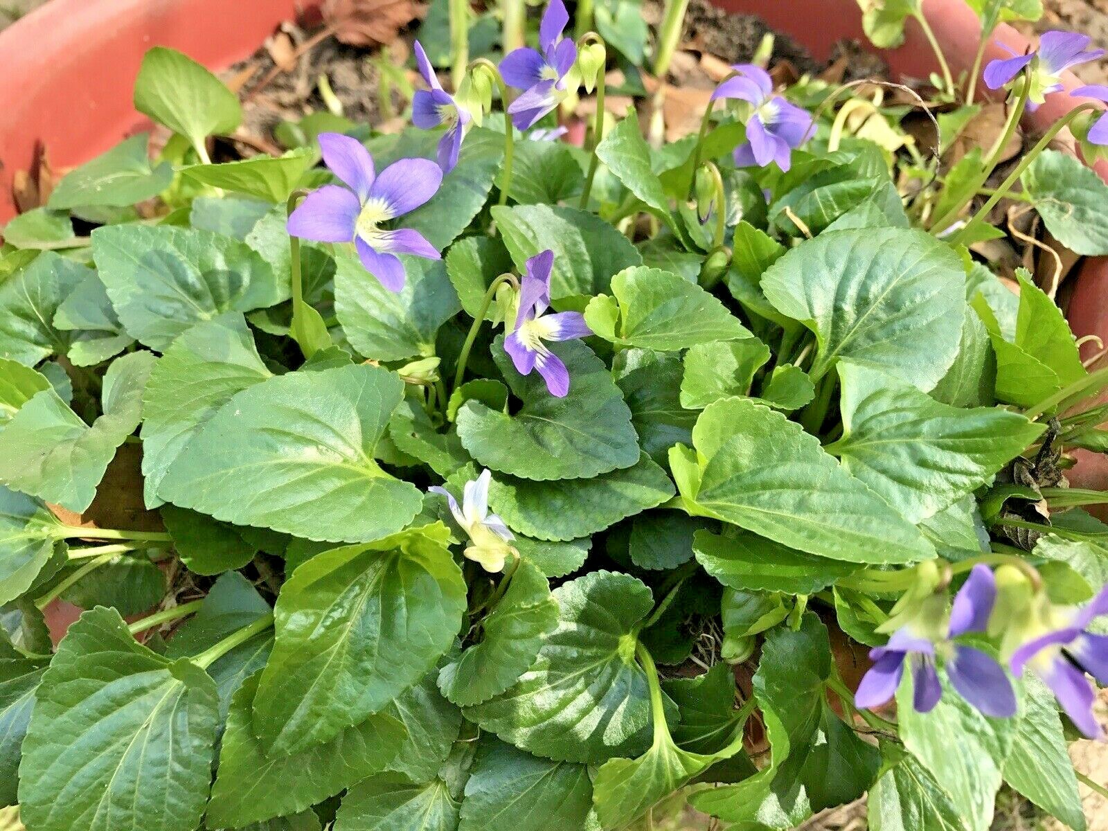 100  Purple Wild Violets Start Plants Flower Bulbs Perennial Bare Root Easy Grow