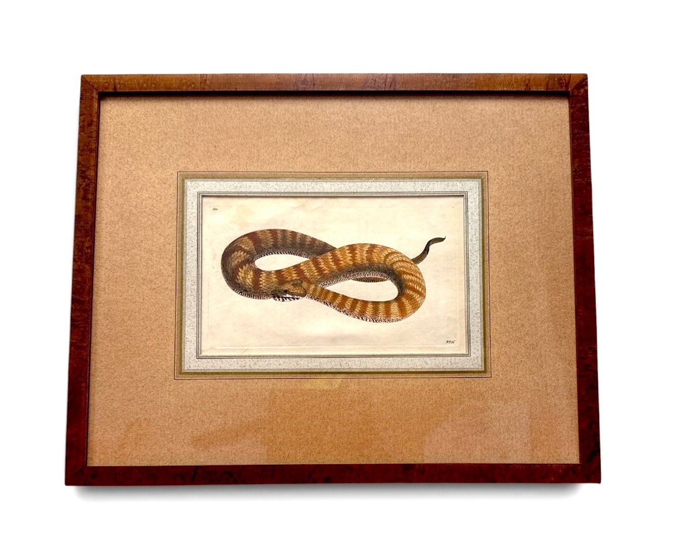 RARE SHAW & NODDER Antarctic Boa Hand Colored Copper Snake Engraving PLATE 535