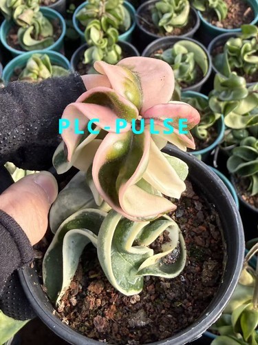 Succulent Plant Rolled leaf Hoya carnosa (L. f.) R. Br. Variegated 9-10CM