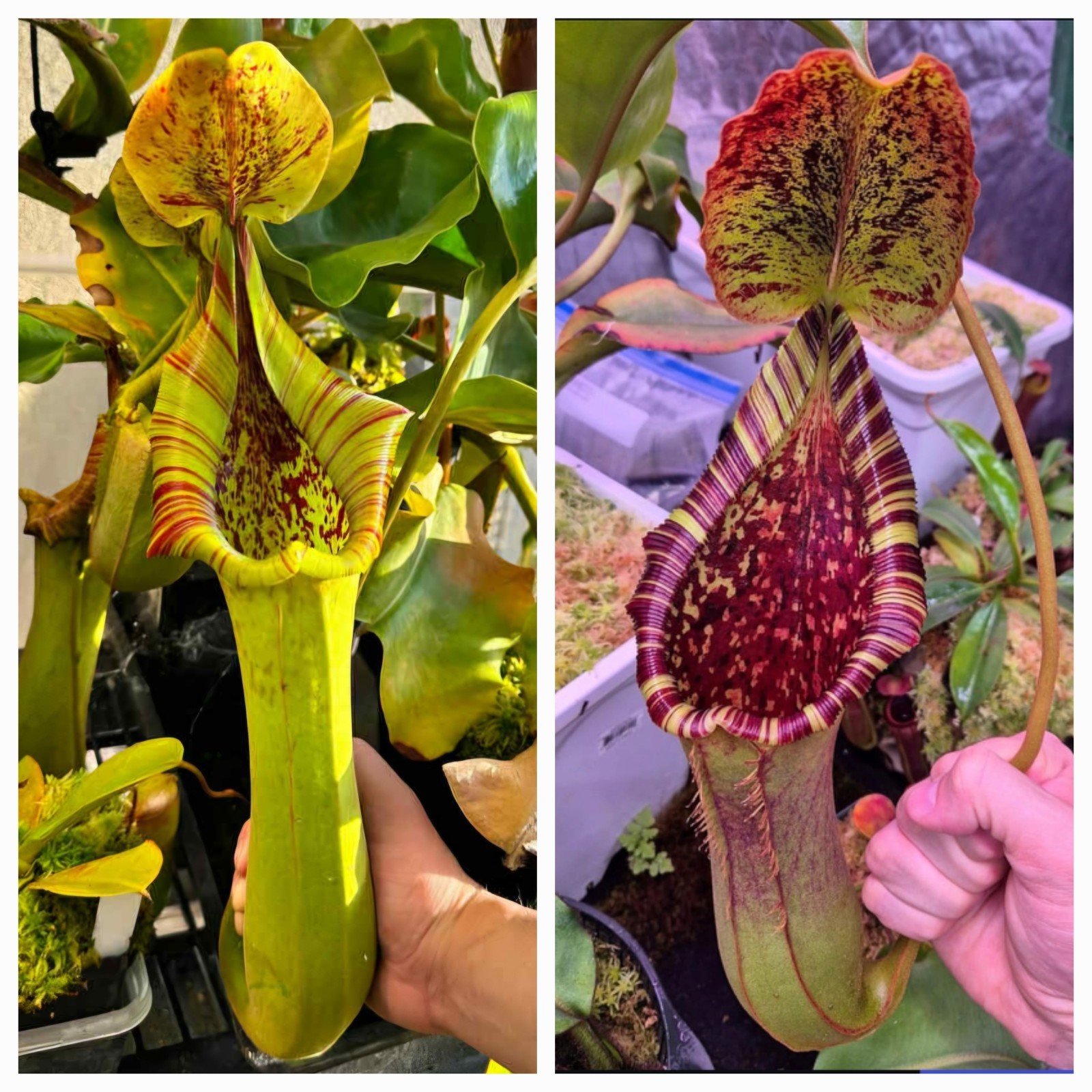 Nepenthes Truncata (G) x (Robcantleyi x Lowii) Seed Pod Nepenthes Truncata (G) x (Robcantleyi x Lowii) Seed Pod