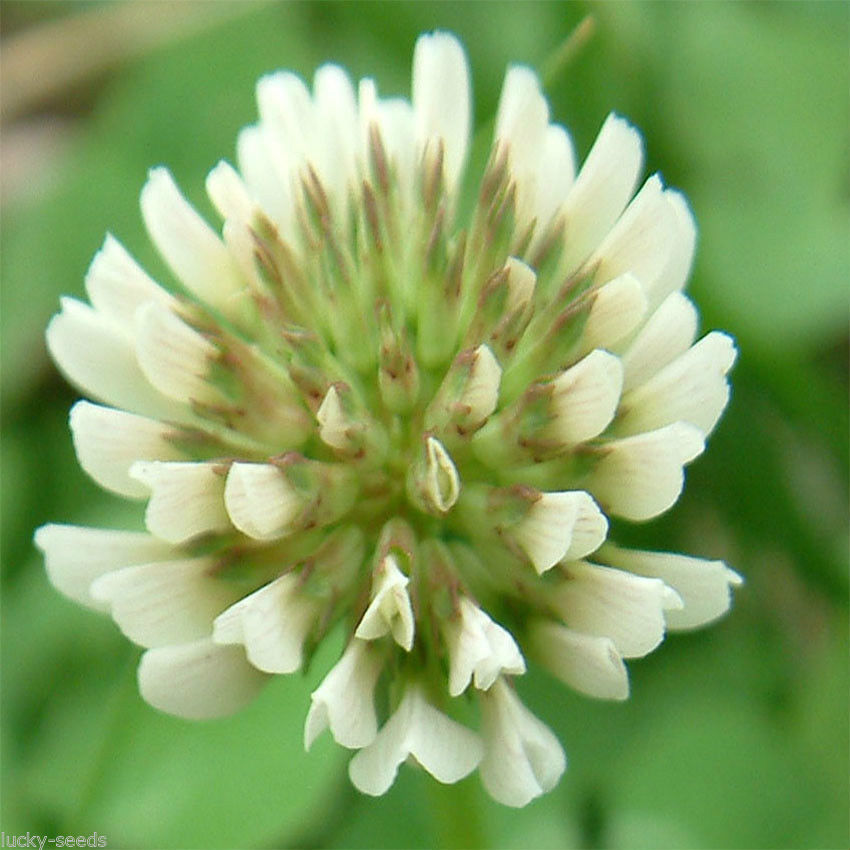 SeedRanch White Dutch Clover Seed: Nitro-Coated & Inoculated - 5 Lbs.