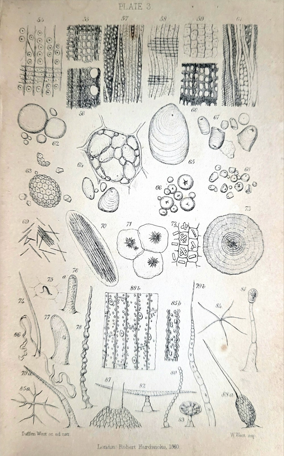 1860s Half Hours With The Microscope Edwin Lankester - Antique Microbiology Book 1860s Half Hours With The Microscope Edwin Lankester - Antique Microbiology Book
