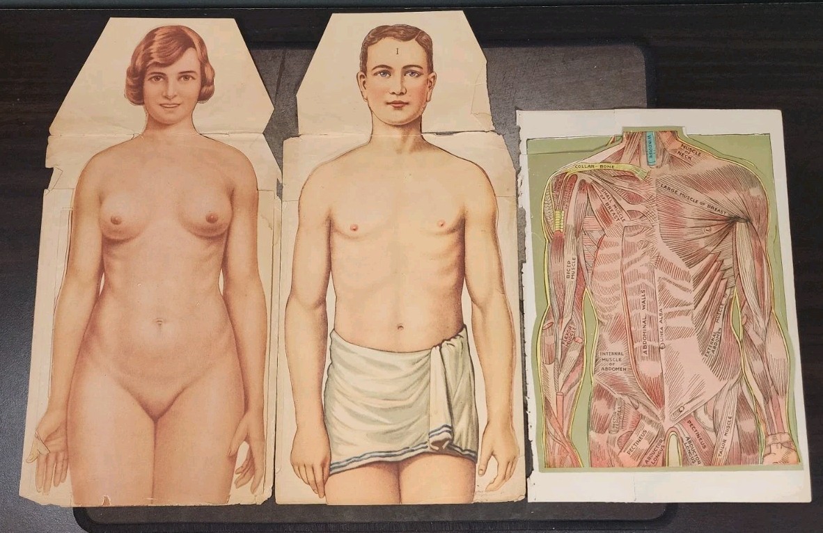 Antique Anatomical Flap Charts c.1900–1930 Male & Female Human Body Medical Set
