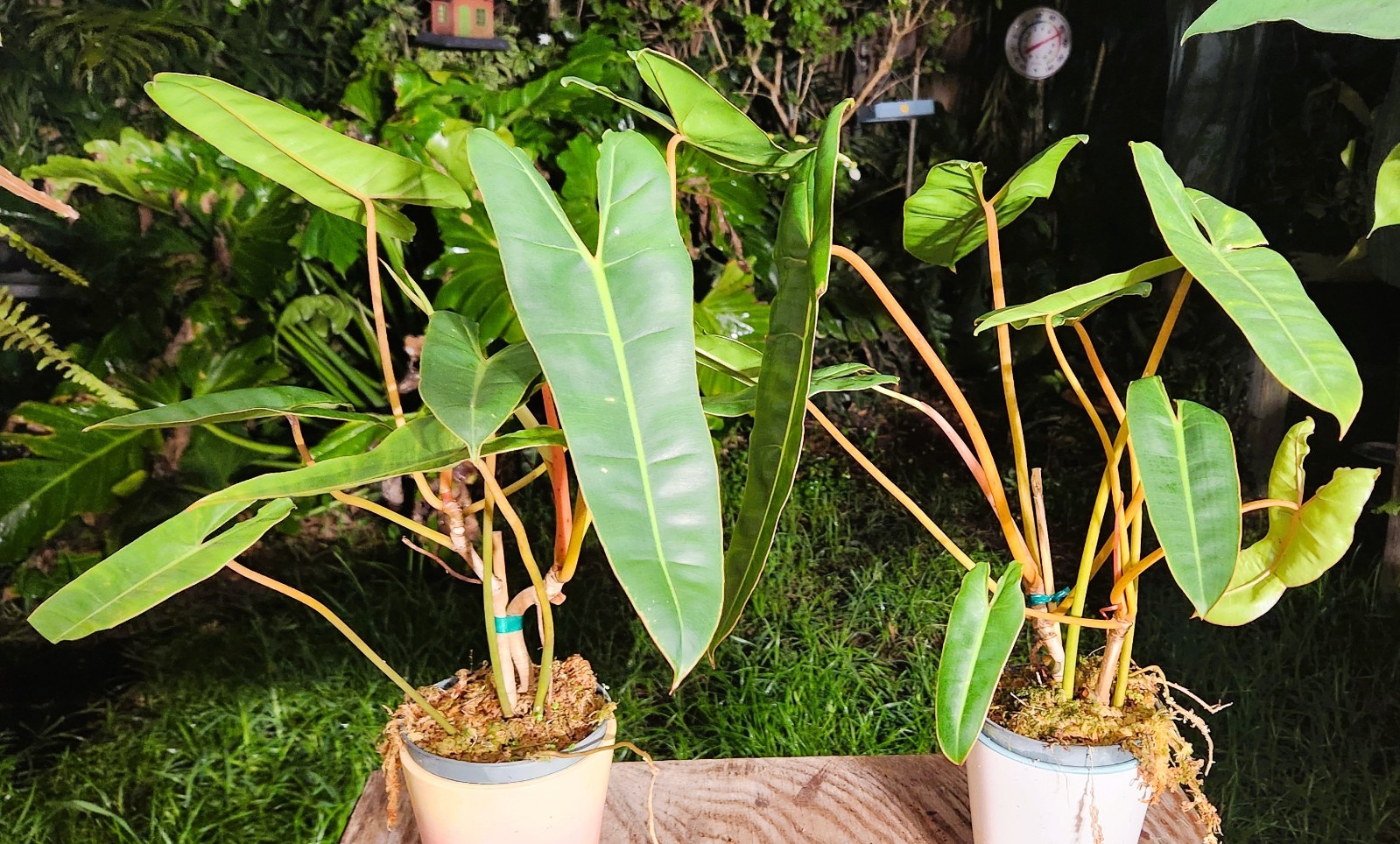 Philodendron Billietiae Plant grown in 5\
