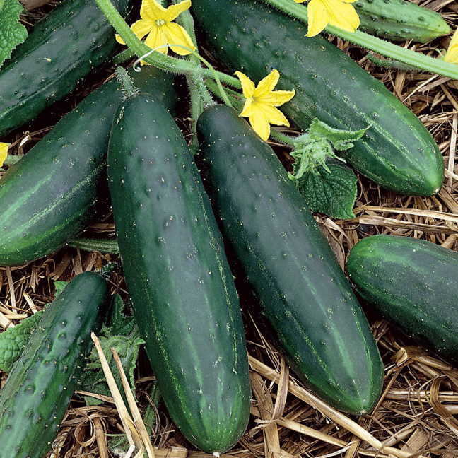 Spacemaster 80 Cucumber Seeds | Heirloom / Non-GMO |  | 1063