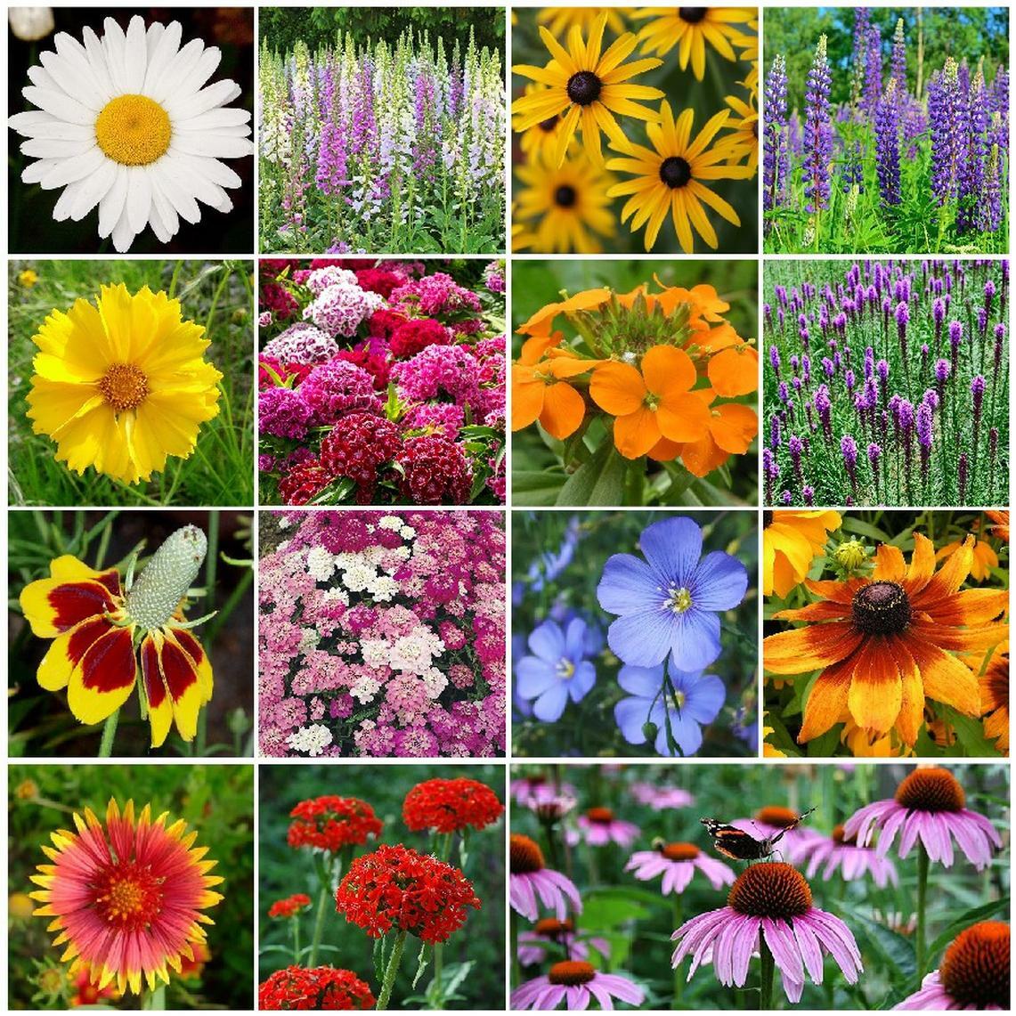 All Perennial Wildflower Mix, 1 LB, 15 Species Flowers, Easy To Grow, 