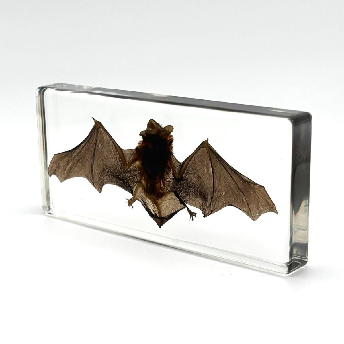Real Bat In Resin Block Bat Oddities Weird Strange Odd Creepy Bizarre Mystical Real Bat In Resin Block Bat Oddities Weird Strange Odd Creepy Bizarre Mystical
