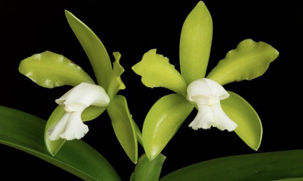 Cattleya tigrina v. alba x sib (\'Too Good\' x \'Super Nice\') 5” Pot - Fragrant