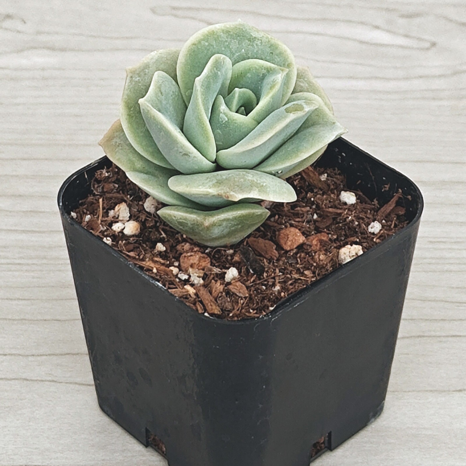 Succulent Plant - Graptoveria Lovely Rose - In 2\