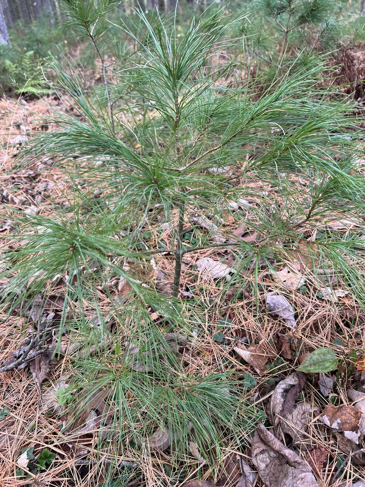 Eastern White Pine Tree Seedlings /Transplants 18\