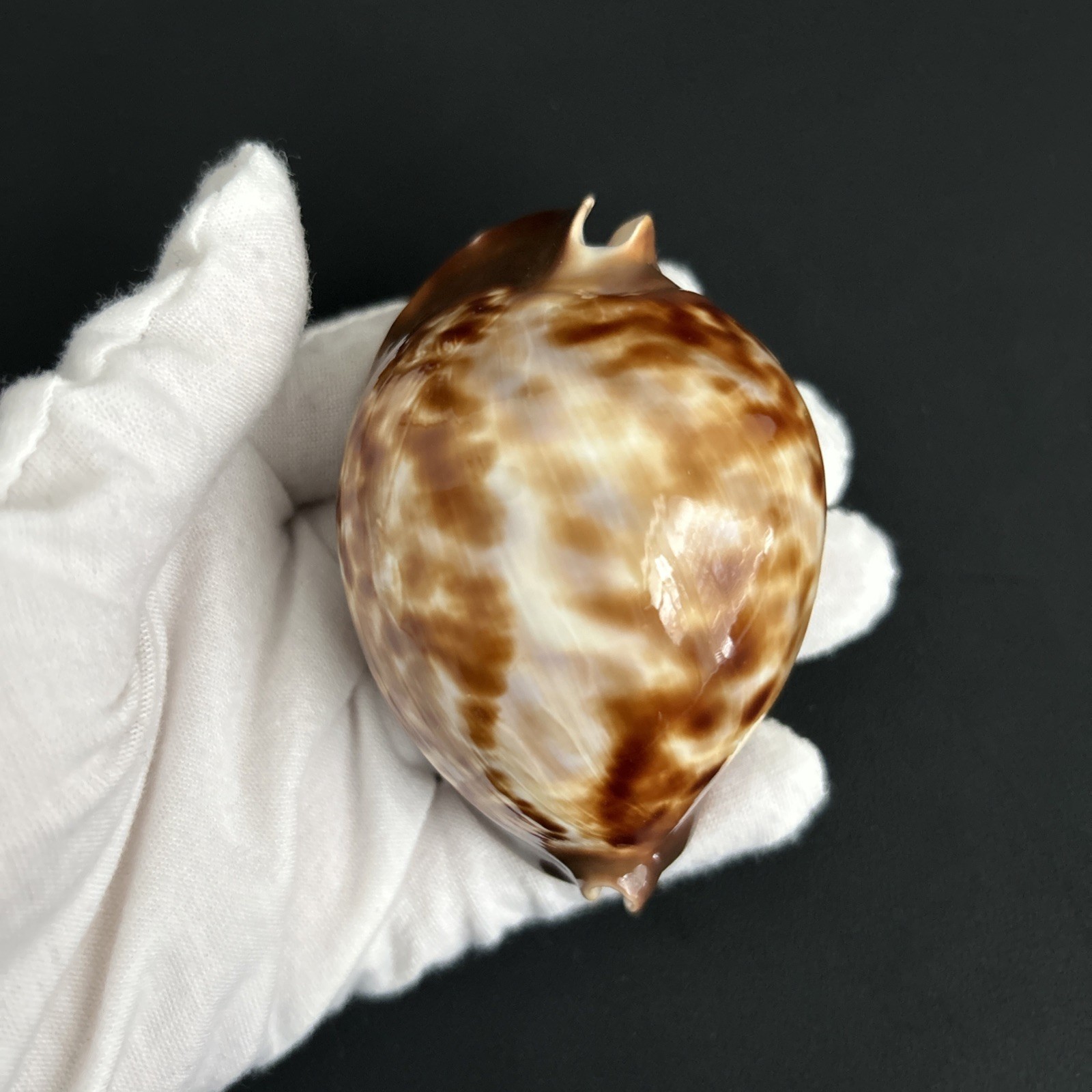 Zoila thersites thersites, Thersites Friend’s Cowrie, Cypraea thersites, 80.1mm