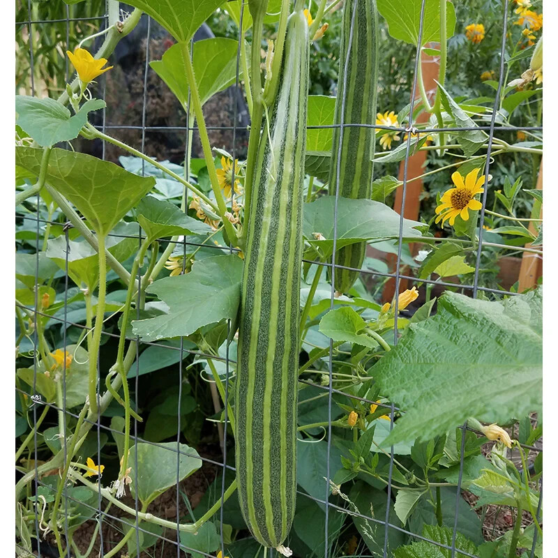 Cucumber Seeds - Armenian Striped Cucumber - 1.gram