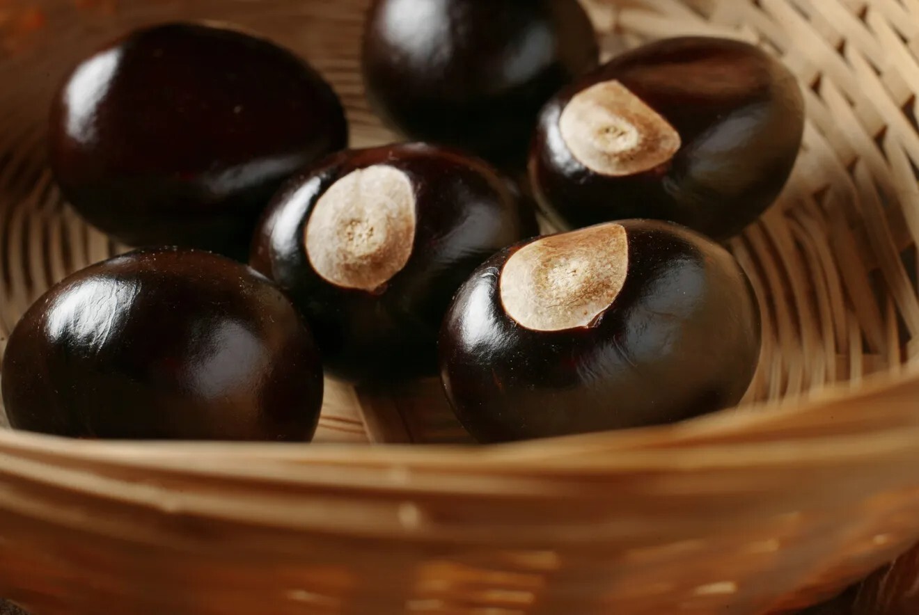 Premium Buckeye Nuts--Quarter-Sized (Sold in Groups of 25) Premium Buckeye Nuts--Quarter-Sized (Sold in Groups of 25)