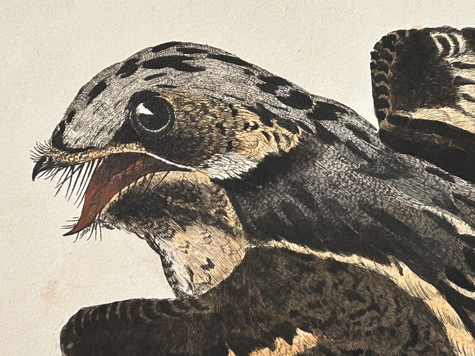 Rare Bird Print Original, John Selby Print “Goatsucker male” 1820 Plate XLII Rare Bird Print Original, John Selby Print “Goatsucker male” 1820 Plate XLII