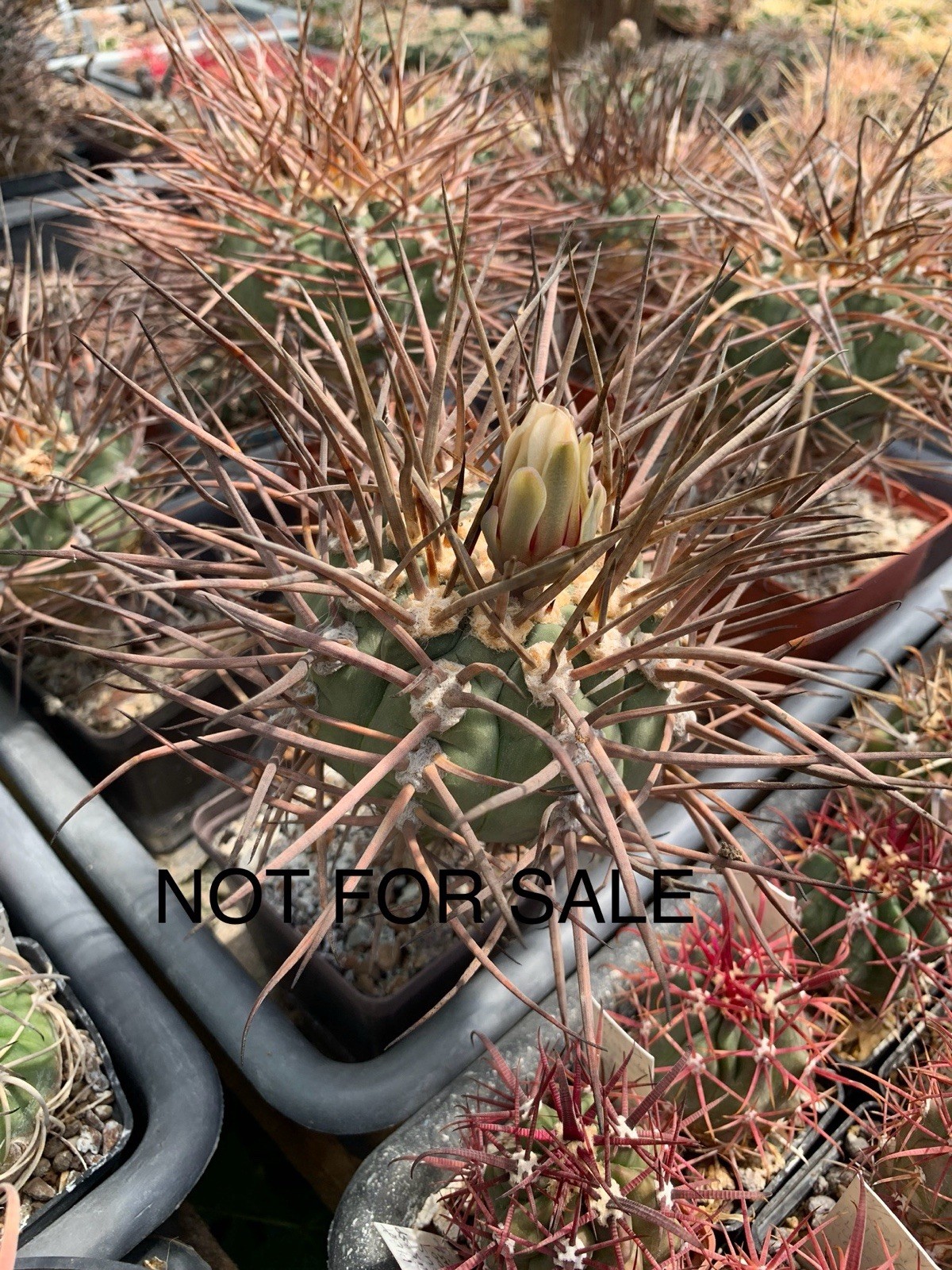 A12-212.G.armatum, MS375, El Paichu, Tarija, Bolivia, own root